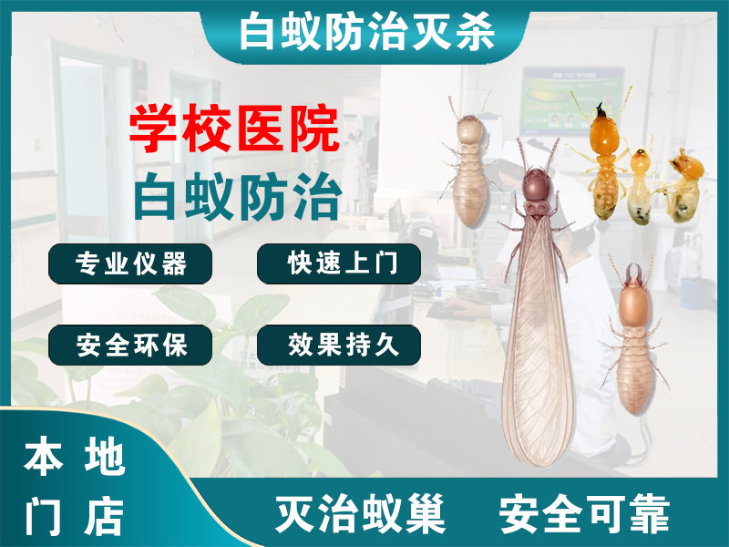 拱墅学校医院白蚁防治
