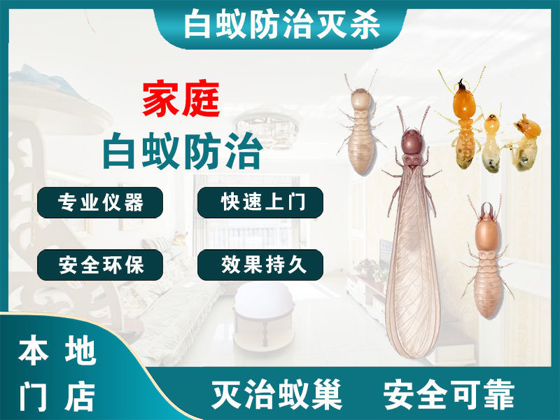 拱墅家庭白蚁防治