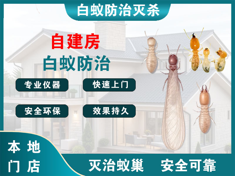 拱墅自建房白蚁防治