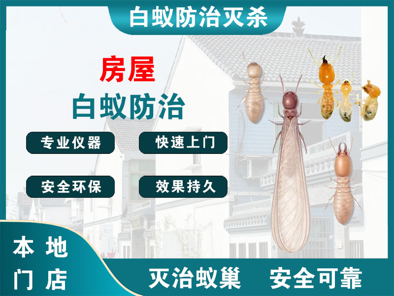 拱墅房屋白蚁防治